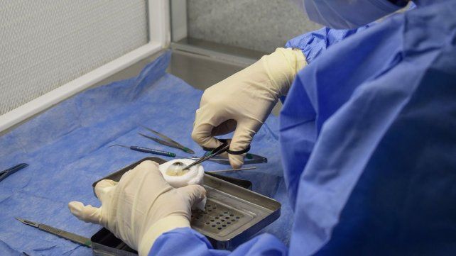 Tecnología y trabajo en red en el modelo entrerriano de procesamiento de córneas
