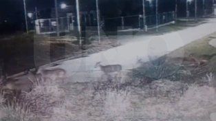 Vecinos comparten videos de ciervos axis en centros urbanos de Paraná. No tienen depredador natural, por que el aumento poblacional es notable