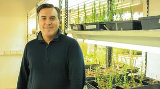 Cultivos superadaptables: lograron un hallazgo clave para pensar soluciones frente al cambio climático