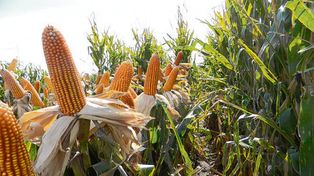Campaña agrícola: el calor y la falta de lluvias encienden las alarmas en la región