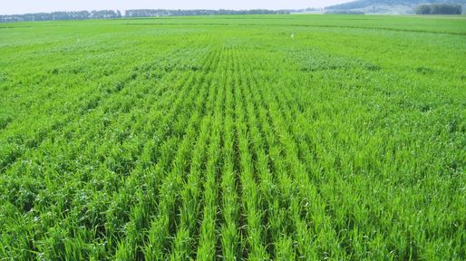 La nutrición impacta en el rendimiento y en la calidad del grano