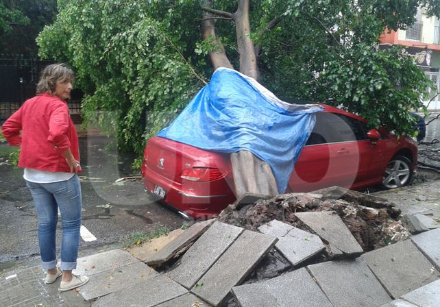 Árbol cayó sobre un auto en 9 de julio entre Suipacha y Junín./ Manuel Testi.