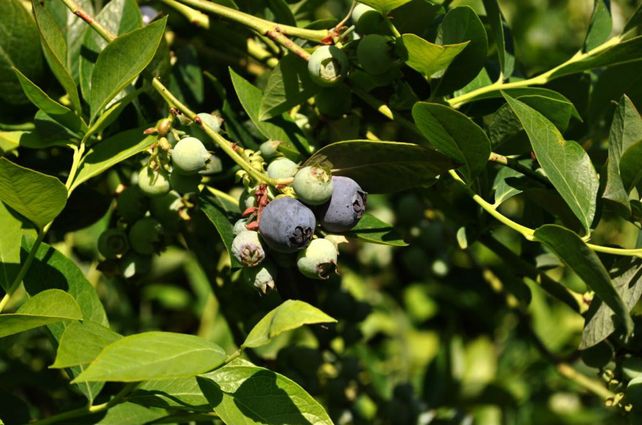 En cuanto a frutas se mantiene la reducción de arancel temporal sobre arándanos rojos y demás variedades de berries