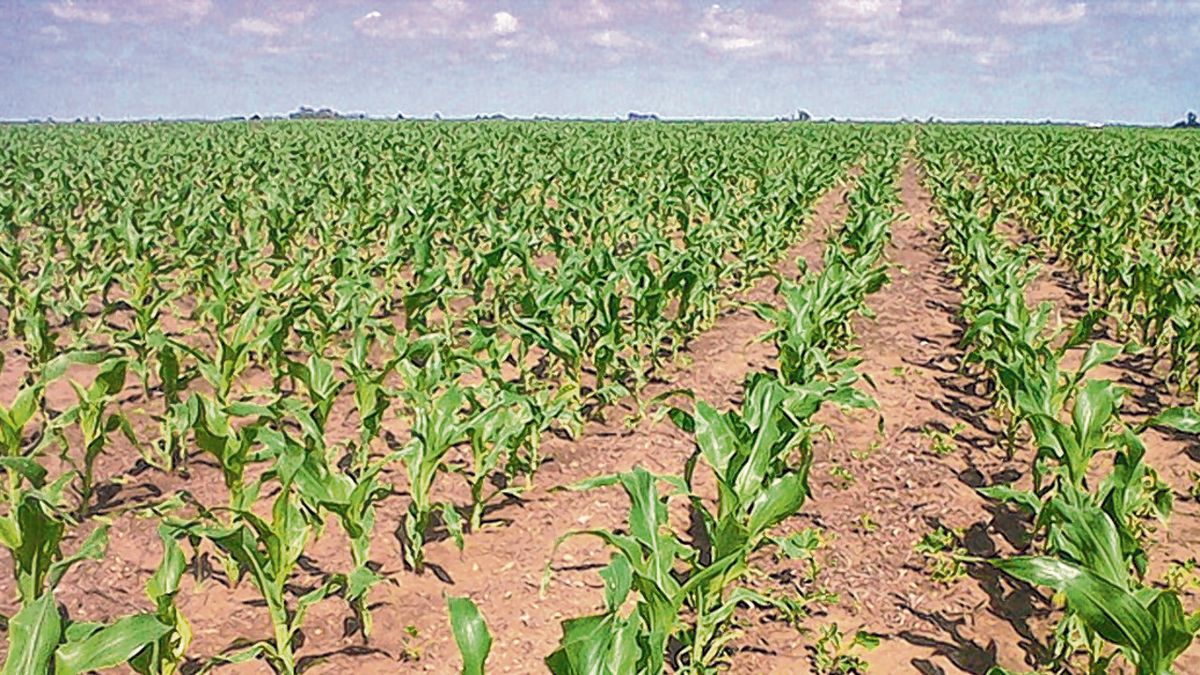 La falta de agua y suba de costos recortan siembra de trigo y maíz
