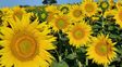 El girasol gana terreno y abre un debate sobre su lugar en el agro