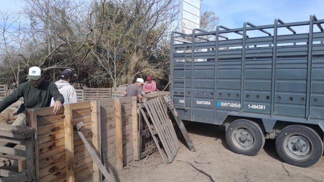 El Senasa participó de la inspección en Ybarlucea.