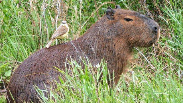 Los Parques Nacionales son vitales para la biodiversidad