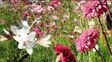 hoy empieza la primavera por el almanaque, pero ¿cuando empieza de verdad la estacion de las flores?