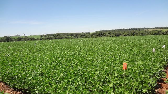 Estudian la aplicación de nanofertilizantes en cultivos hortícolas y suelos marginales