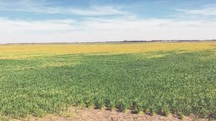 El cultivo de trigo atravesó momentos críticos por la falta de agua.