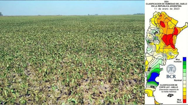 Sequía extrema: en Santa Fe no se sembraron 360.000 hectáreas de soja y es la provincia más afectada del país