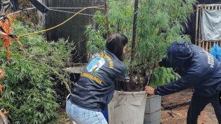 En el lugar donde murió la mujer se encontraron 17 plantas de marihuana.