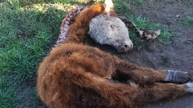 La Filial Larroque de Federación Agraria denunció que jaurías de perros atacan y matan ejemplares de ganado vacuno y lanar