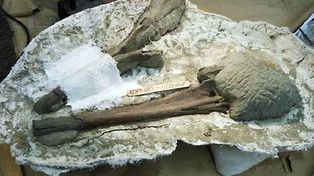 Descubren el fósil de una extraña especie de delfín