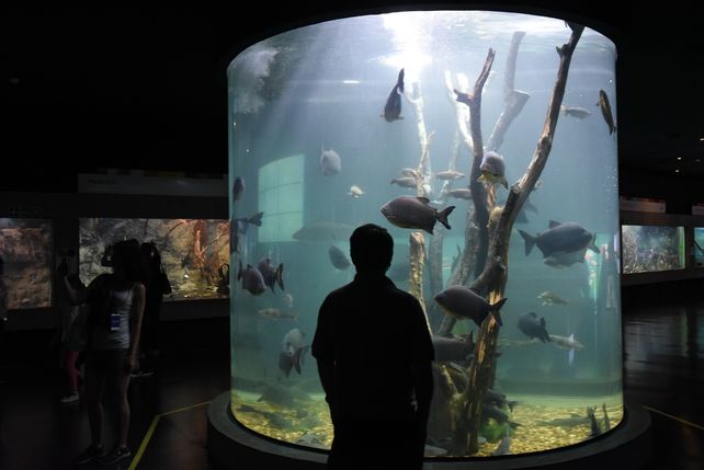 El Acuario del Río Paraná cumple 6 años y lo celebra con una serie de propuestas gratuitas
