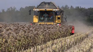 Cultivos. Cosecha en campos de girasol al suroeste de Francia.&nbsp;