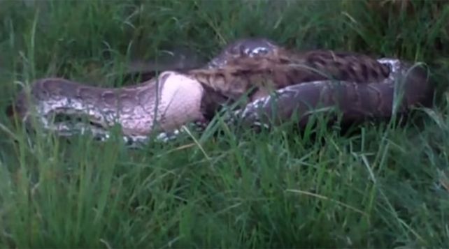 Las impactantes imágenes de una pitón tragándose a un hiena de 70 kilos