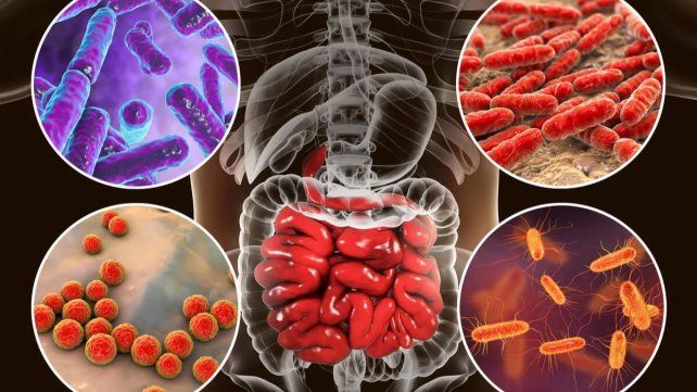Día Mundial de la Microbiota: promover la salud y bienestar desde los primeros años de vida Día Mundial de la Microbiota: promover la salud y bienestar desde los primeros años de vida