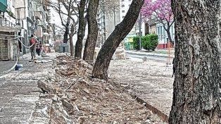 Preocupación por los lapachos de calle 25 de Mayo: denuncian daños en las raíces y riesgo de caída