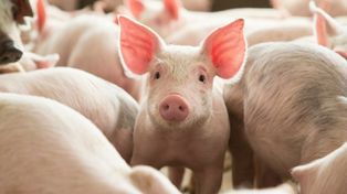 Carne de cerdo a China: “Es una posibilidad a futuro