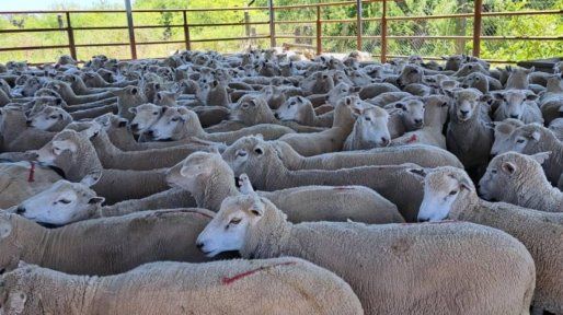 Entre Ríos en el foco por la detección de Scrapie que paraliza exportación de ovinos