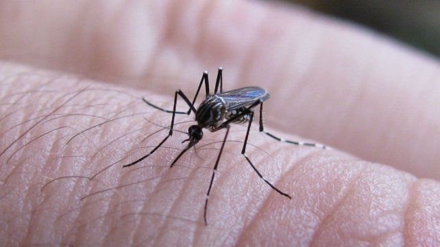 Los casos de dengue en Santa Fe bajaron un 25% en la última semana