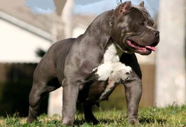 Este domingo, un pitbull atacó a un nene de 8 años en Empalme Graneros. 