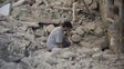 Un hombre se lamenta entre los restos de su casa en Amatrice. Un hombre se lamenta entre los restos de su casa en Amatrice.