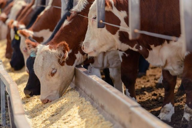 La zafra anticipada presenta ingresos de hacienda de invernada más liviana que otros años