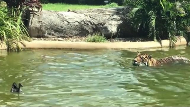 El video de un valiente pato que desafía a un tigre es viral en las redes sociales