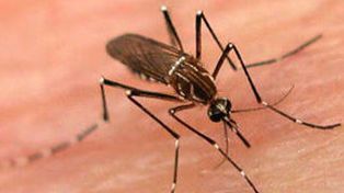 Dengue: el índice larvario indicó que el nivel de la ciudad es “óptimo”