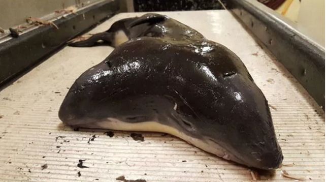 Raro. La marsopa de dos cabezas