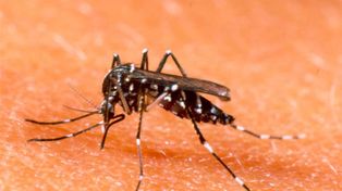Alerta por casos de dengue en Santa Fe