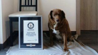 Murió a los 31 años Bobi, el perro más longevo del mundo