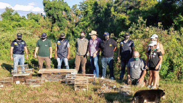 Tenían más de 50 aves en forma clandestina en una casa