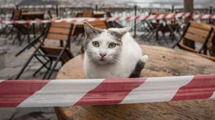 Un gato positivo de coronavirus y encendió las alertas en la comunidad científica