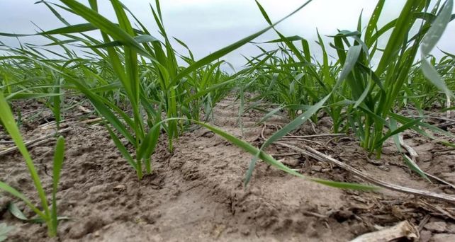 El frío y la falta de agua ponen en jaque al cultivo de trigo.