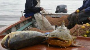 La economía santafesina cayó 3,6% en abril: el dato más alarmante, el derrumbe del 93,3% en la pesca