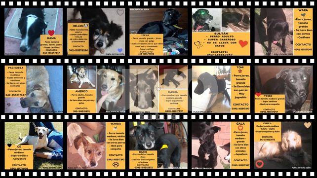 Estos perros buscan un hogar responsable, ¿te gusta alguno?