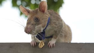 Insólito: condecoraron con una medalla de oro a una rata que salva vidas detectando minas