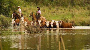 Evacuarán la hacienda ante la crecida del río Paraná
