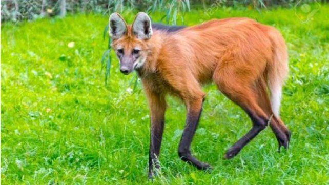 Siete animales serán declarados monumentos naturales