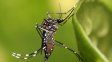 Mitos y verdades del dengue: la explicación de una infectóloga santafesina