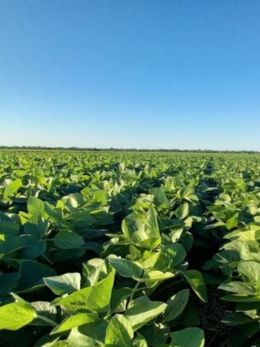 El Inta desarrolló una soja resistente a la roya asiática