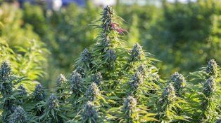 Desmantelan invernaderos de marihuana en Paraná y Oro Verde