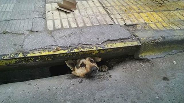 Conmovedor rescate a un perro atrapado en una alcantarilla