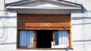 En Santa Fe se dispararon las adopciones de gatos como mascotas 