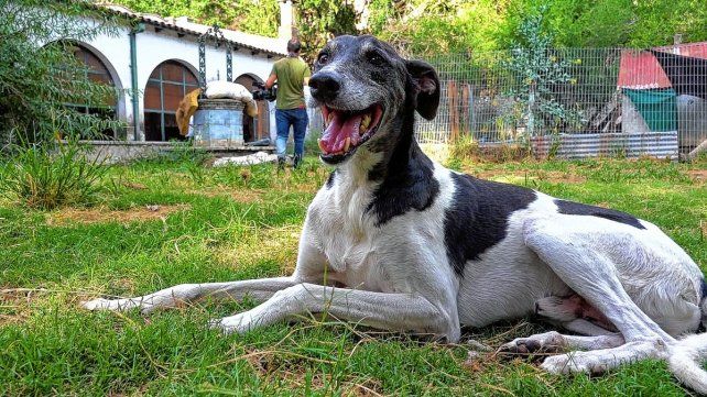 Atención. Los profesionales trabajan con el objetivo de abordar la problemática de caninos y felinos en situación de calle. &nbsp;