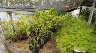 La Municipalidad de Paraná entregará árboles para veredas como parte del plan de Forestación Urbana 2024