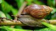 Descubren en Argentina la presencia del peligroso caracol gigante africano